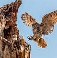 Great Horned Owl Returning to Her nest