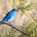 Mountain Bluebird in a Pine