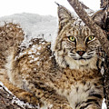 Snowy Bobcat