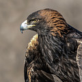 Golden Eagle Profile