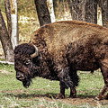 American Bison